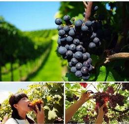 娱乐吃瓜酱葡萄娱乐,揭秘娱乐圈幕后故事与趣味瞬间 第3张 娱乐吃瓜酱葡萄娱乐,揭秘娱乐圈幕后故事与趣味瞬间 第3张